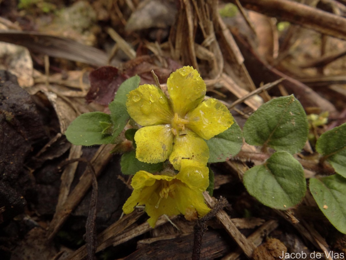 Lysimachia deltoidea Wight